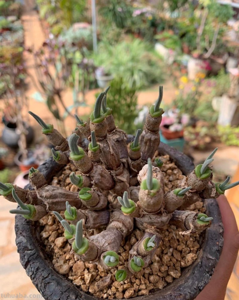 植物市场变化无常，高价变低价，贵货变普货，买多肉要慎重