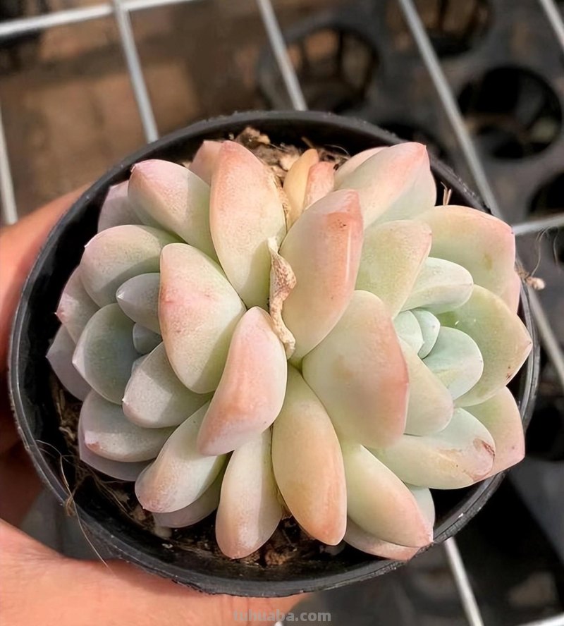 植物市场变化无常，高价变低价，贵货变普货，买多肉要慎重