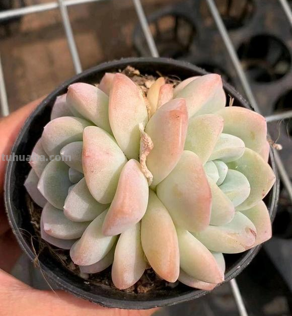 植物市场变化无常，高价变低价，贵货变普货，买多肉要慎重