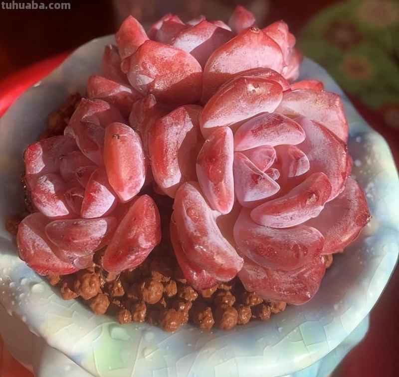 植物市场变化无常，高价变低价，贵货变普货，买多肉要慎重