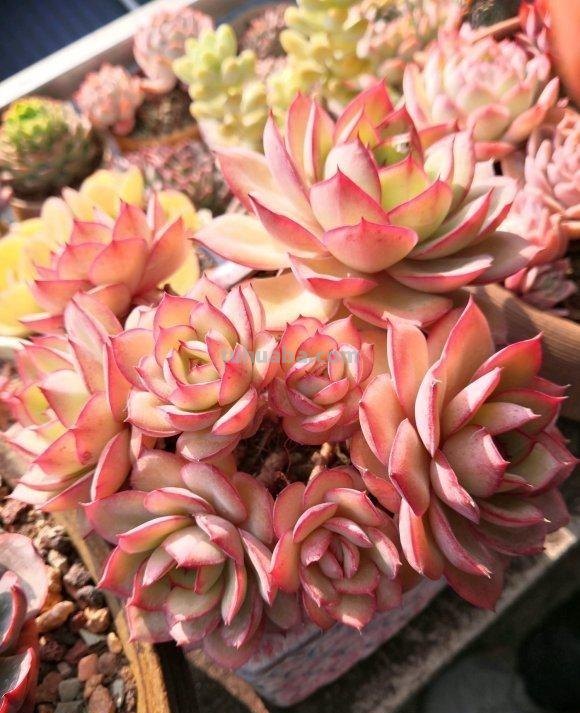 植物市场变化无常，高价变低价，贵货变普货，买多肉要慎重