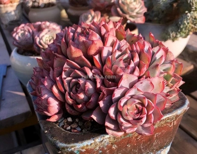 植物市场变化无常，高价变低价，贵货变普货，买多肉要慎重