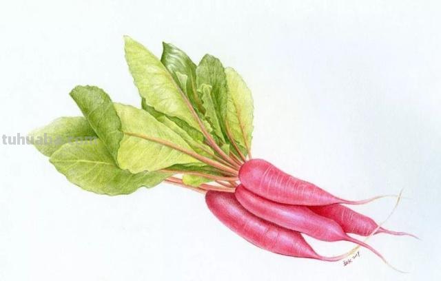 彩铅适合画什么物体 什么画可以用彩色铅笔？