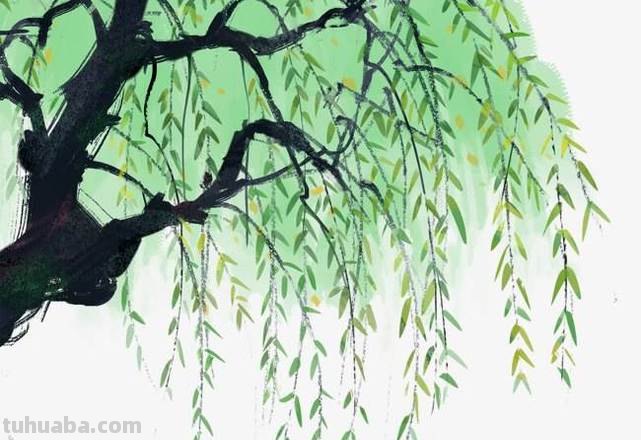 柳树的色彩及如何画出柳树的色彩 