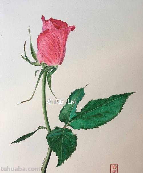 玫瑰树怎么画彩铅 如何用彩铅画树？