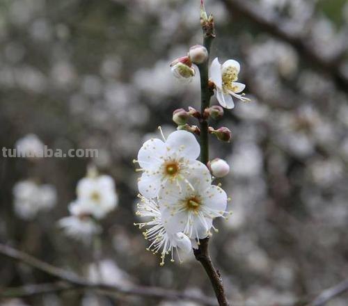 山后山前处处梅的上一句 山后山前处处梅的上一句是什么