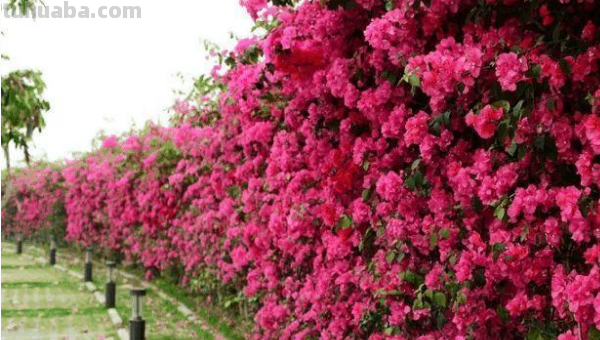 山后山前处处梅的全诗