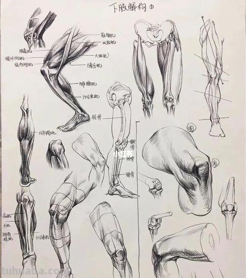 上肢下肢速写 初学者人体结构素描步骤？