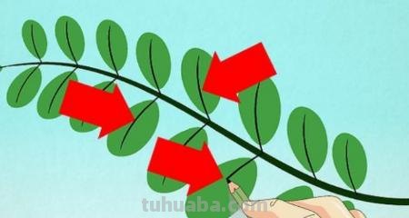 儿童简笔画树叶怎么画 教小孩子画树叶的简笔画？