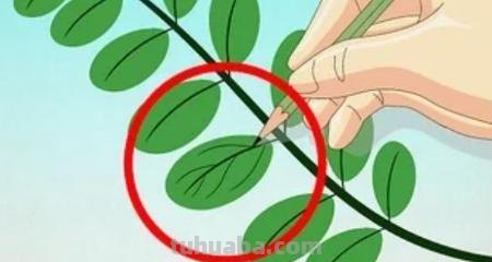 儿童简笔画树叶怎么画 教小孩子画树叶的简笔画？