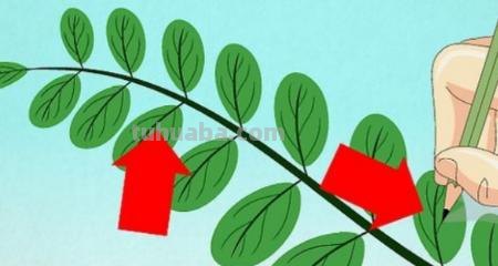 儿童简笔画树叶怎么画 教小孩子画树叶的简笔画？