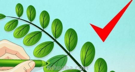 儿童简笔画树叶怎么画 教小孩子画树叶的简笔画？