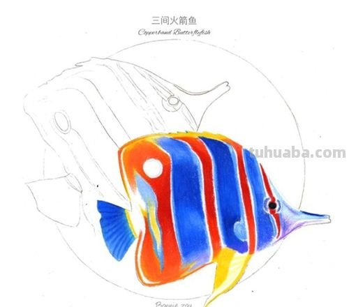 如何用色彩画出生动的鱼？色彩画鱼教程 