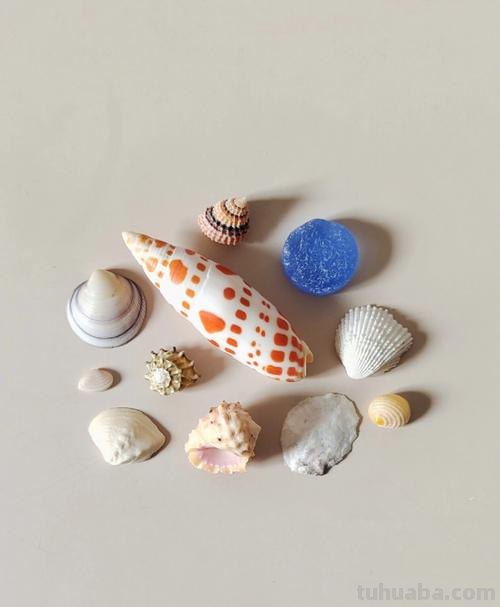 贝壳的色彩及贝壳的色彩丰富 