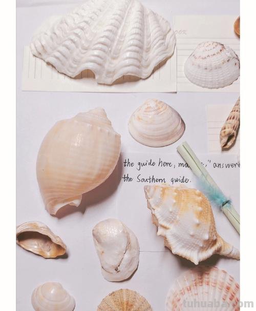 贝壳的色彩及贝壳的色彩丰富 