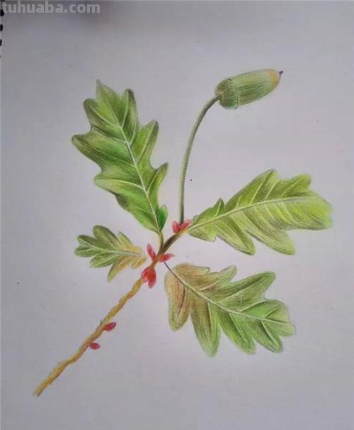 枝干怎么画彩铅色 简单铅笔画图片植物?