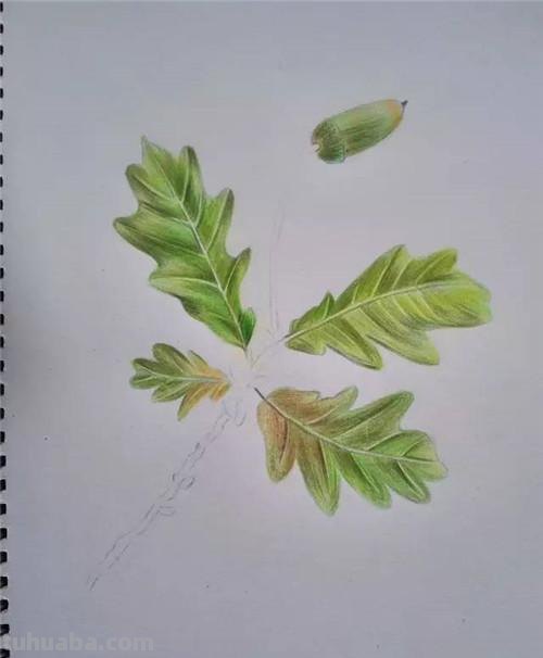 枝干怎么画彩铅色 简单铅笔画图片植物?