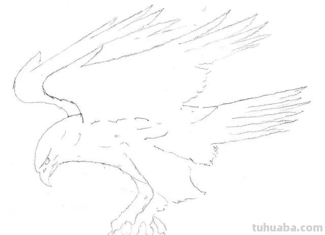 老鹰怎么画简笔画步骤 画老鹰的方法和步骤? 老鹰怎么画简笔画步骤 画老鹰的方法和步骤?