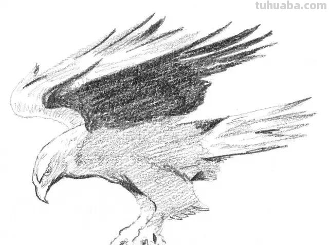 老鹰怎么画简笔画步骤 画老鹰的方法和步骤? 老鹰怎么画简笔画步骤 画老鹰的方法和步骤?