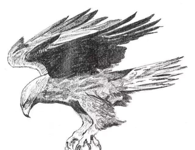 老鹰怎么画简笔画步骤 画老鹰的方法和步骤? 老鹰怎么画简笔画步骤 画老鹰的方法和步骤?