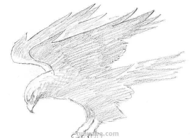 老鹰怎么画简笔画步骤 画老鹰的方法和步骤? 老鹰怎么画简笔画步骤 画老鹰的方法和步骤?