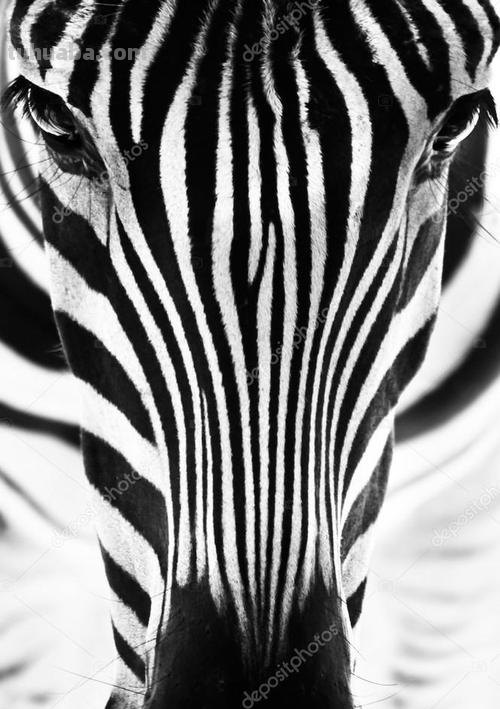 斑马的黑白色彩及其在画中的表现