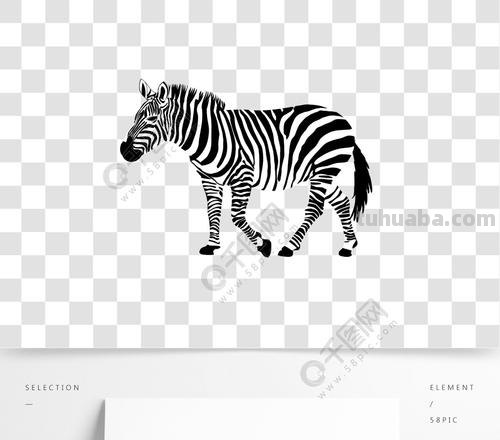 斑马的黑白色彩及其在画中的表现