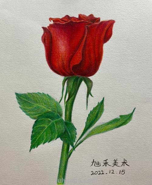 鲜花怎么画 彩铅颜色 彩铅花朵图解教程1？