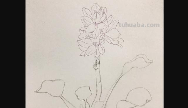 鲜花怎么画 彩铅颜色 彩铅花朵图解教程1? 鲜花怎么画 彩铅颜色 彩铅花朵图解教程1?