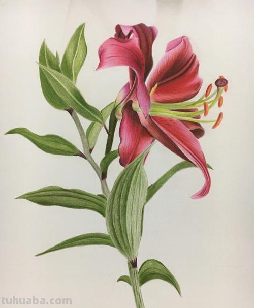 鲜花怎么画 彩铅颜色 彩铅花朵图解教程1?