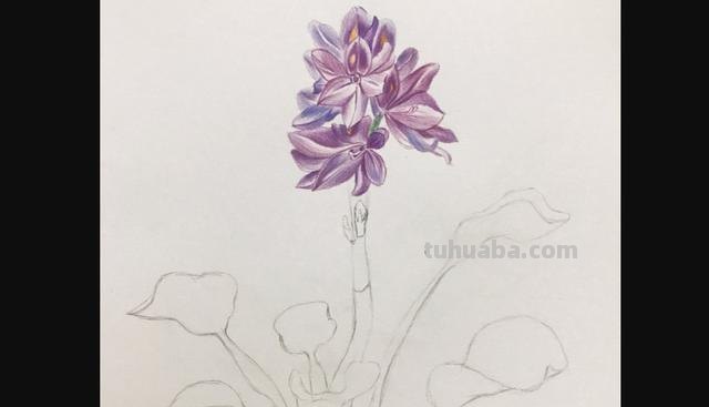鲜花怎么画 彩铅颜色 彩铅花朵图解教程1? 鲜花怎么画 彩铅颜色 彩铅花朵图解教程1?