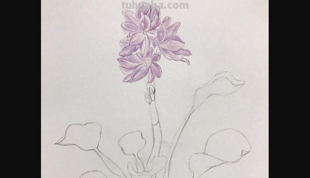 鲜花怎么画 彩铅颜色 彩铅花朵图解教程1? 鲜花怎么画 彩铅颜色 彩铅花朵图解教程1?