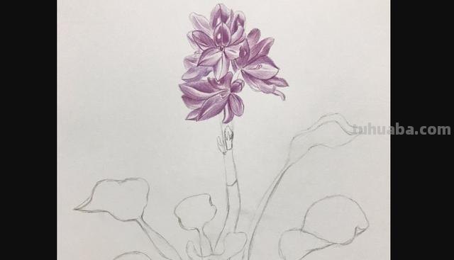 鲜花怎么画 彩铅颜色 彩铅花朵图解教程1? 鲜花怎么画 彩铅颜色 彩铅花朵图解教程1?