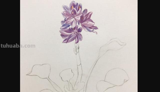 鲜花怎么画 彩铅颜色 彩铅花朵图解教程1? 鲜花怎么画 彩铅颜色 彩铅花朵图解教程1?