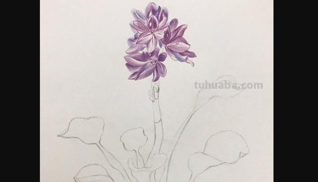 鲜花怎么画 彩铅颜色 彩铅花朵图解教程1? 鲜花怎么画 彩铅颜色 彩铅花朵图解教程1?