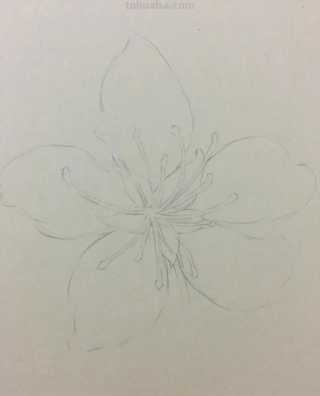 鲜花怎么画 彩铅颜色 彩铅花朵图解教程1? 鲜花怎么画 彩铅颜色 彩铅花朵图解教程1?