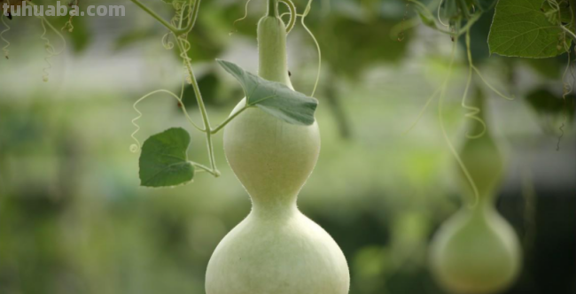 读了《我要的是葫芦》一文中,这篇课文让我懂得了什么道理