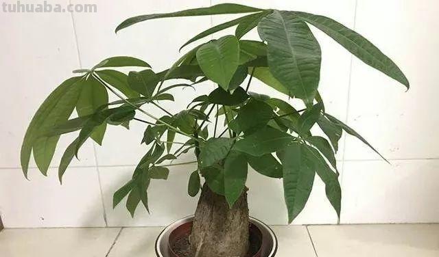 家庭养殖发财树，四季绿油油的养护小方法，千万要记住了