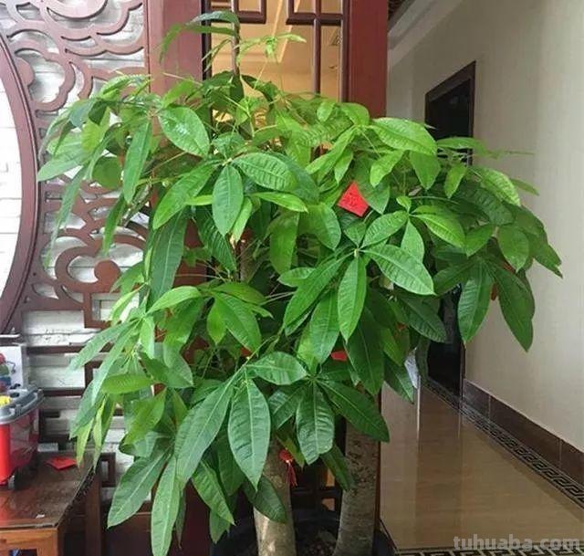 家庭养殖发财树，四季绿油油的养护小方法，千万要记住了