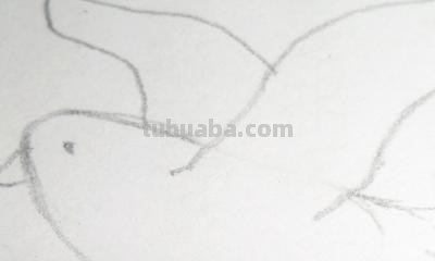 鸽子的简笔画怎么画 五年级最简单画鸽子？
