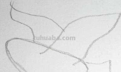 鸽子的简笔画怎么画 五年级最简单画鸽子？