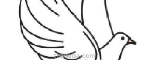 鸽子的简笔画怎么画 五年级最简单画鸽子？