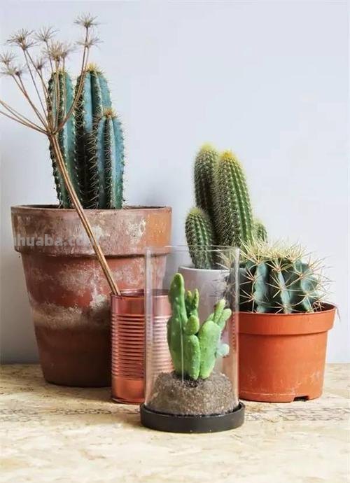 用这些技巧搭配盆栽仙人掌植物,看起来清新、格调高