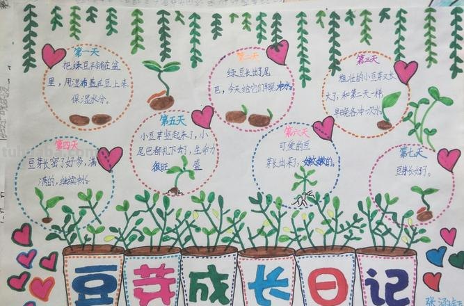 植物的手抄报怎么写 植物手抄报内容？