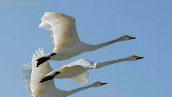 鸿鹄传书一词源自哪个历史故事