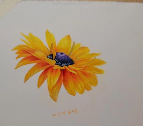 零基础如何画好彩铅,教你画一幅小菊花