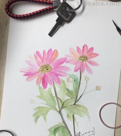 零基础如何画好彩铅,教你画一幅小菊花