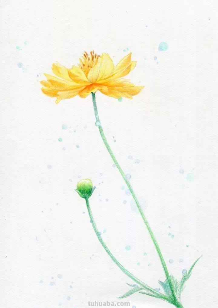 零基础如何画好彩铅，教你画一幅小菊花