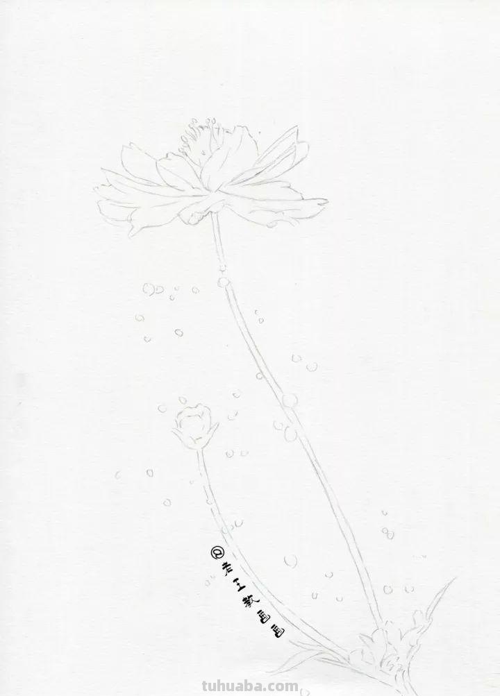 零基础如何画好彩铅，教你画一幅小菊花