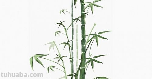 竹子色彩及竹子色彩画图片——让你领略竹子的自然之美 